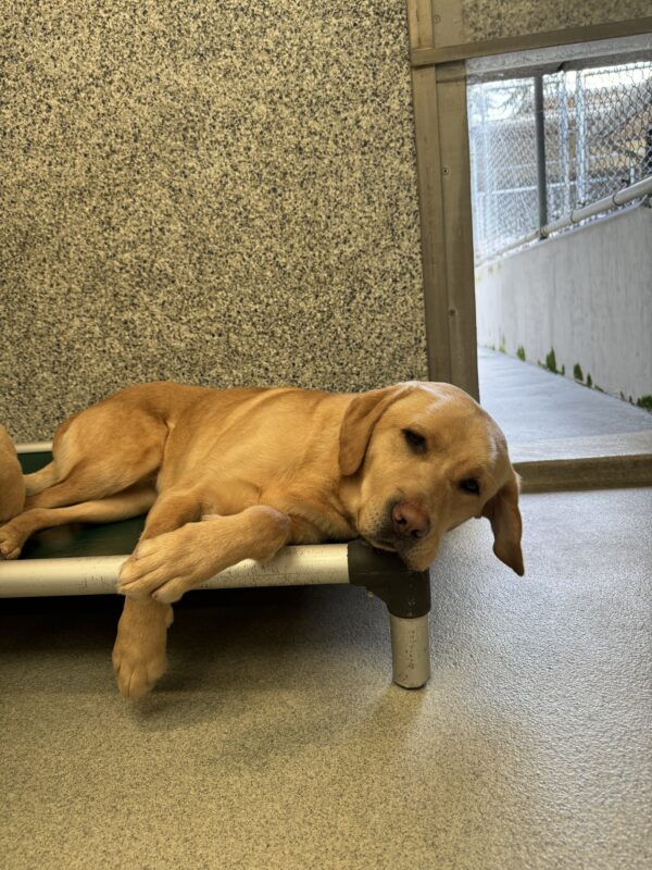Yellow lab, Kayla, lies on her bed while waiting for dinner. One lip, an ear, and a paw are hanging off the side of the bed.