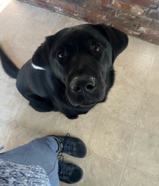 Black lab Larson sitting on a tile floor looking up at the camera