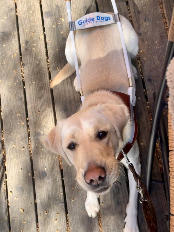 Laurie lays on a wooden deck at a café, wearing her guide dog harness. The photo is taken from above and she is looking up at the camera with a playful expression.