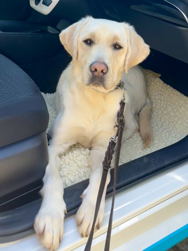 Laurie lays on a fleece mat on the floor board of the front passenger seat inside a vehicle - she is looking at the camera with a relaxed, astute expression.