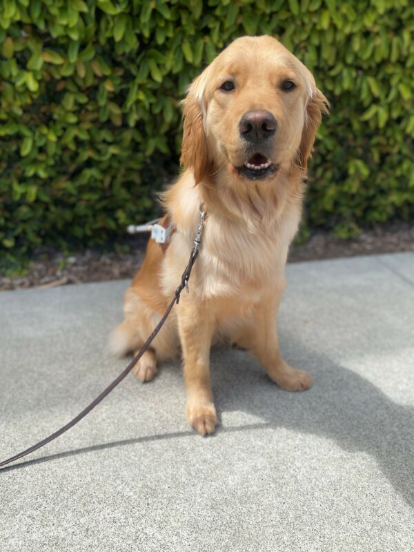 Lottie sits in front of a wall covered in vines. She is facing the camera. She is sporting her harness and a sweet smile.