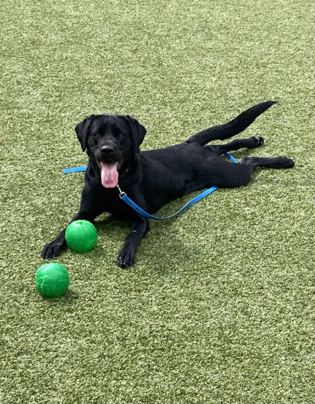 Mattie lays in a grassy area with a big smile on her face. Her back legs are splayed out in a full sploot.