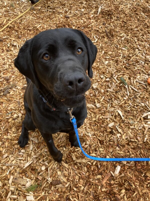 Mattie sits in a bark play yard looking just past the camera. Both of her top lips are stuck on her teeth as she waits expectantly for a treat.
