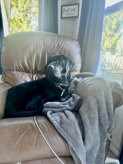 Black Lab Norway sitting in a comfy chair with a cozy blanket.