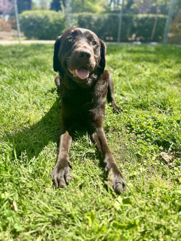 Pinecone is lying in the grass of a play yard with his front paws stretched out in front of him. His mouth is open and he is facing the camera but his eyes are looking up and toward something off to his side.