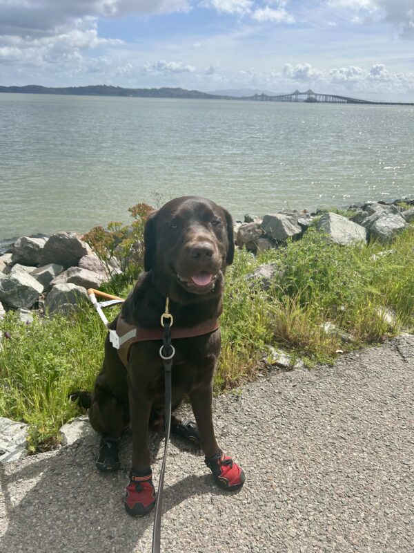 Pinecone sits in harness on a paved trail with the SF Bay in the background. It is a sunny day and Pinecone is wearing all four boots and looking at the camera with his mouth open.