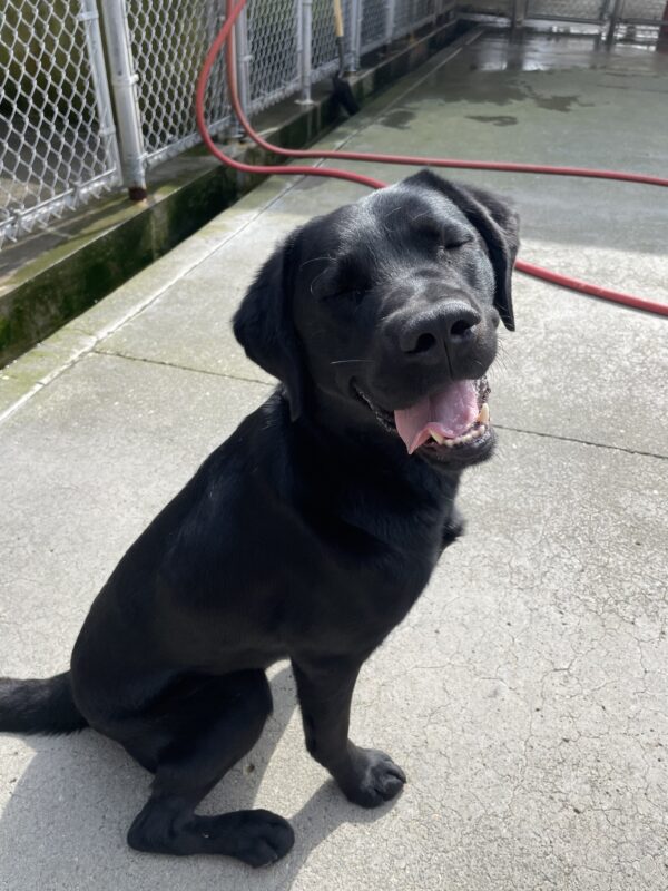 Argus sits in Community Run facing toward the camera- he has a big smile on and his eyes are closed like he's basking in the sun.
