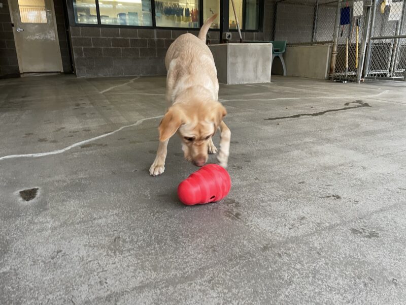Kylie is intently pushing around a bright red Kong Wobbler in the Community Run area.