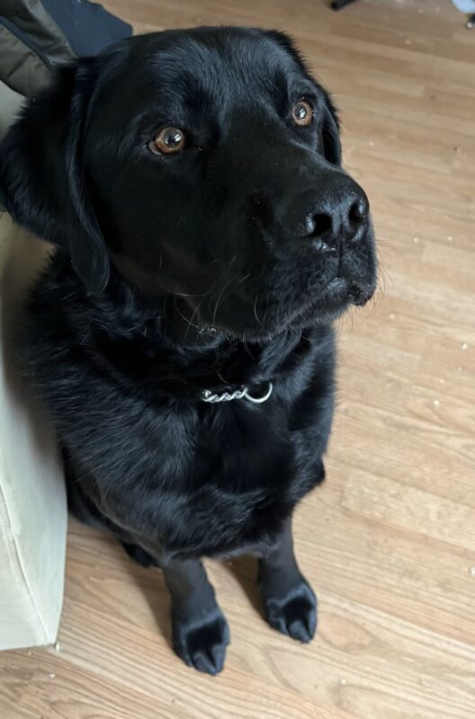 Kidder is sitting on wood floor and looking up into the distance.