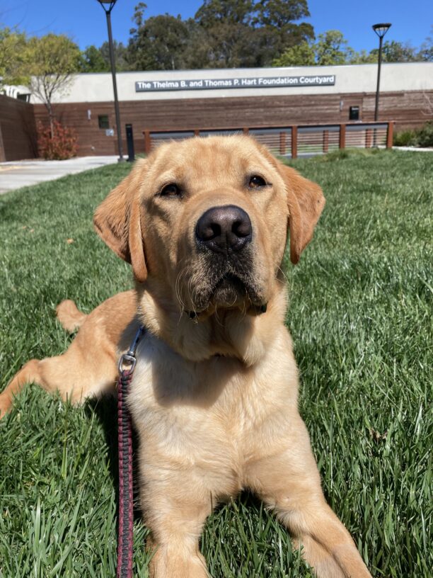 Jenner relaxing in the green grass of the courtyard on campus.  He was posing perfectly for his photo.