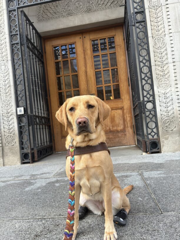 Ashley sits in front of a wooden double door. She is in harness and looking straight at the camera.