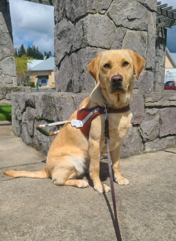 Dominica sits in harness in front of a cement brick structure on a sunny day. She is in harness looking at the camera.