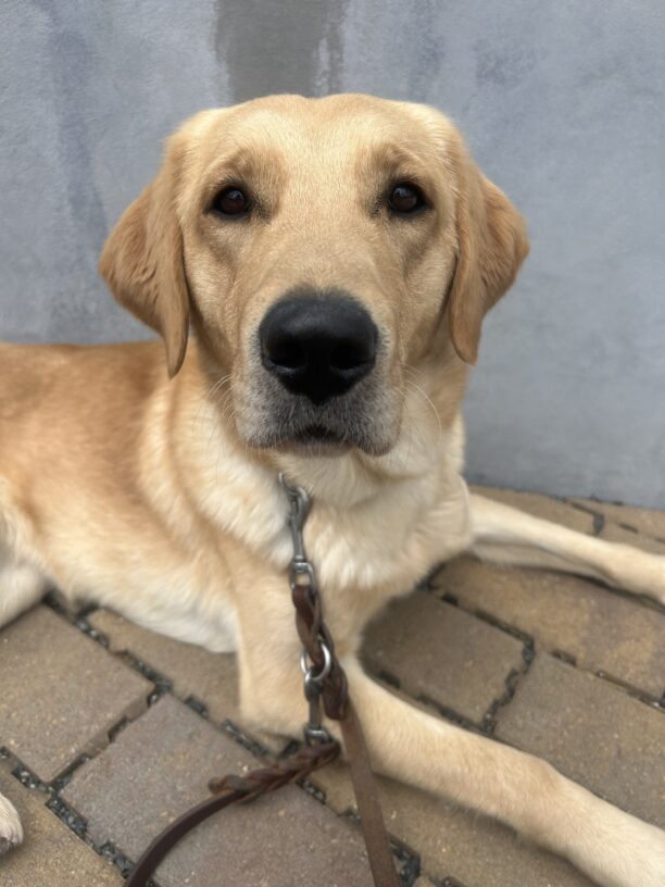 Rye is relaxing on a brick patio. The photo is a close up of her face, with her cute, black nose centered in the frame.