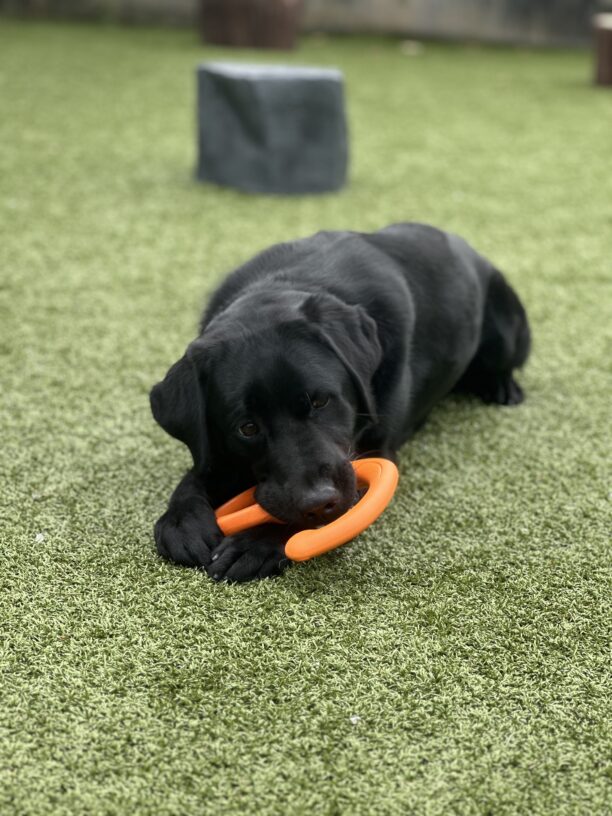 John is laying down on grass in one of our grass paddocks. He has an orange fetch toy in his mouth between his feet and appears to be mid chew while looking at the camera.