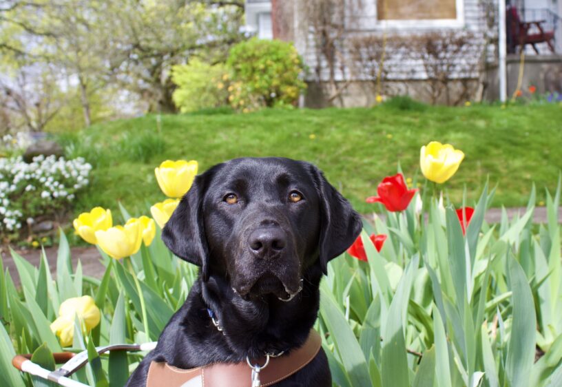 Close up headshot of female black lab, Bryn.  She is looking towards the camera and wearing her leather harness.  In the background are colorful tulips in bloom.