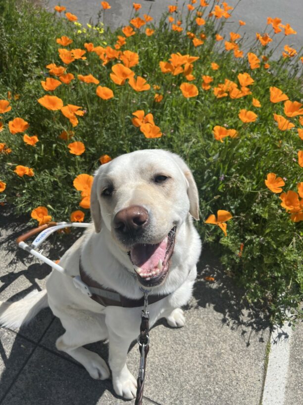 Alpine sits in harness with his mouth open, giving the appearance of a smile. In the background, there are bright orange poppy flowers.