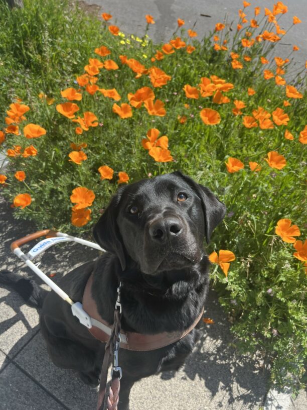 Havana sits in her GDB harness while staring directly into the camera above her. In the background are bright orange poppy flowers.