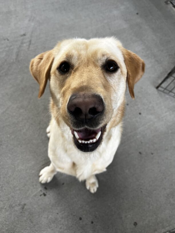 Denise, a yellow Labrador Retriever, is playing in community run. She is staring into the camera and her mouth is slightly ajar.