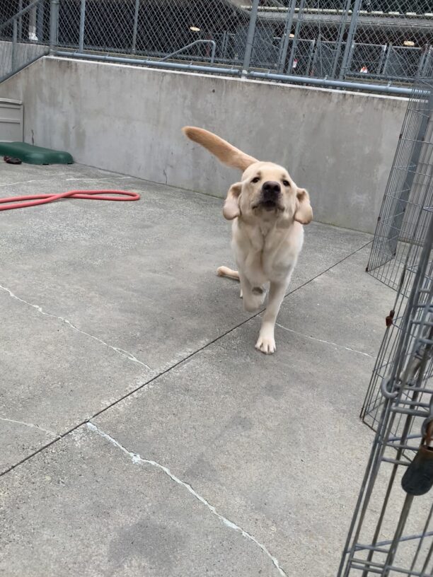 Male yellow shorthaired golden cross
