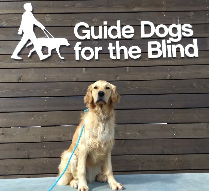 Golden Retriever Catalina is sitting in front of Guide Dogs for the Blind sign on campus.