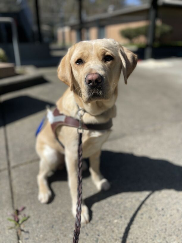 Fatima, a female golden colored yellow Labrador, sits on cement in her guide dog harness. She is looking at the camera with a soft and sweet expression.