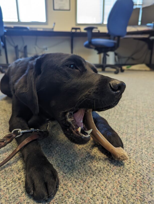Francesca lays on an office floor chewing on a Benebone.