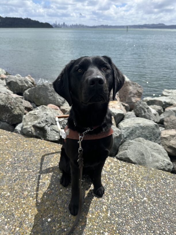 Francesca sit in harness with the San Francisco Bay behind her. She poses perfectly as she wait for her food.