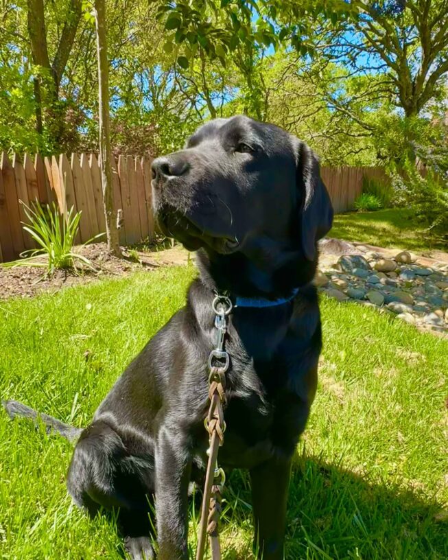 Black Lab Hughes is sitting in a backyard on green grass.