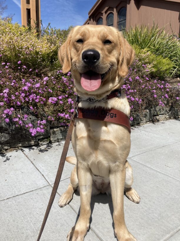 Loyal is positioned in the middle of the photo wearing her harness in a sit. She is looking directly at the camera with mouth open and tongue out. Behind her is wall of flowers in various colors.
