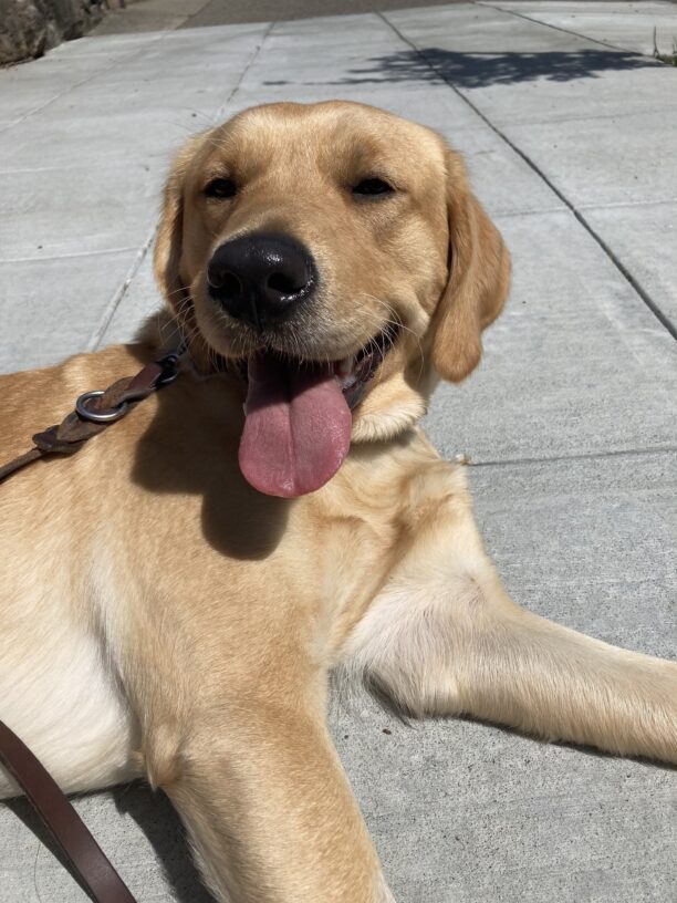Loyal lays in her side with her head up facing the camera on the sidewalk. Her mouth is open and her tongue is out.