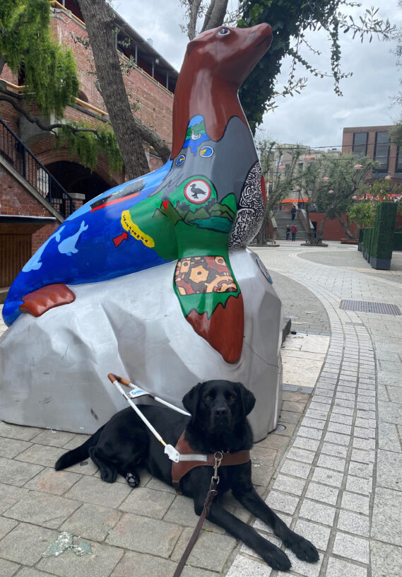 Jamboree looks at the camera while in a down-stay position in harness. She is in front of sea lion statue near Fisherman's Wharf in San Francisco.