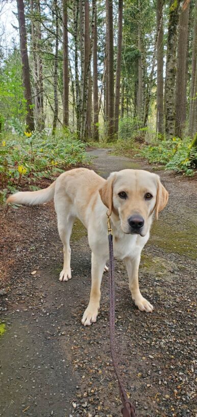 Katara is out on a walk on the Oregon trail. She is standing on the gravel trail and looking at the camera. Oregon Grape bushes and tall fir trees are lining the trail.