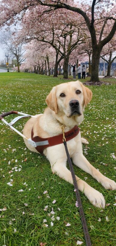 Katara is laying in some grass with her harness on. She is looking at the camera. Behind her is a line of ornamental cherry trees in full bloom. The petals are scattered on the ground around her.