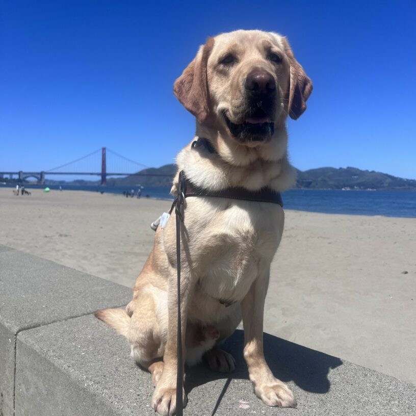 Legolas is sitting on a stone bench in front of a beach with the Golden Gate Bridge in the background. He is wearing his harness and has his mouth open in a happy smile.