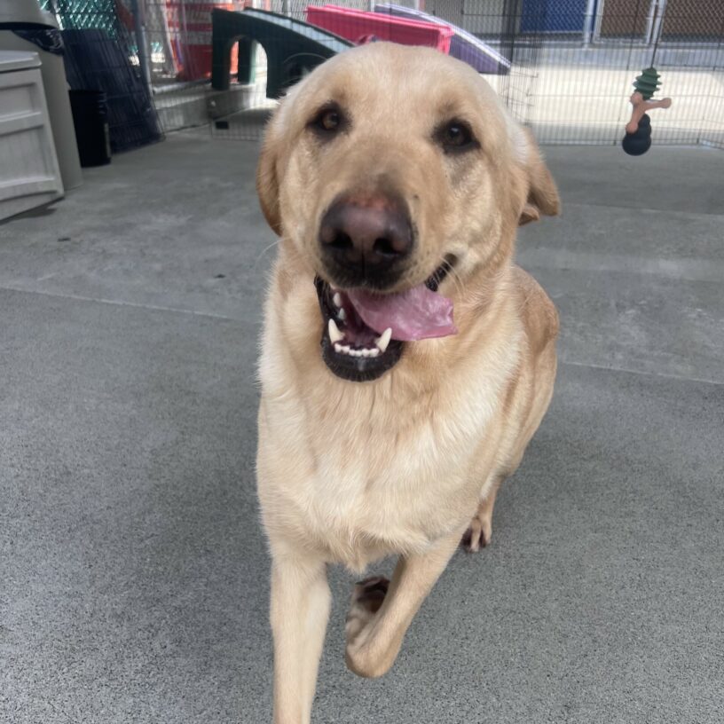 Legolas is happily trotting through the play yard. His ears are blowing behind him in the wind and his tongue is hanging out to the side.