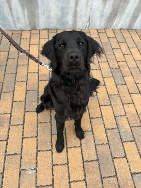 Neutrino sits on a brick pathway. He is looking at the camera with anticipation.