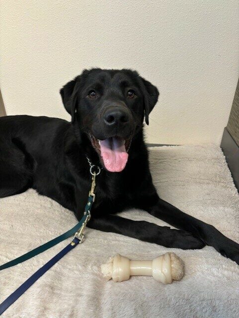 Piazza takes a break from playing, laying on a dog bed with a nylabone in front of him.