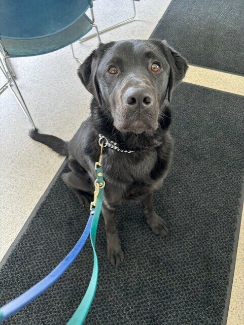 Piazza sits on a black floor mat, looking up at the camera eagerly awaiting a treat.