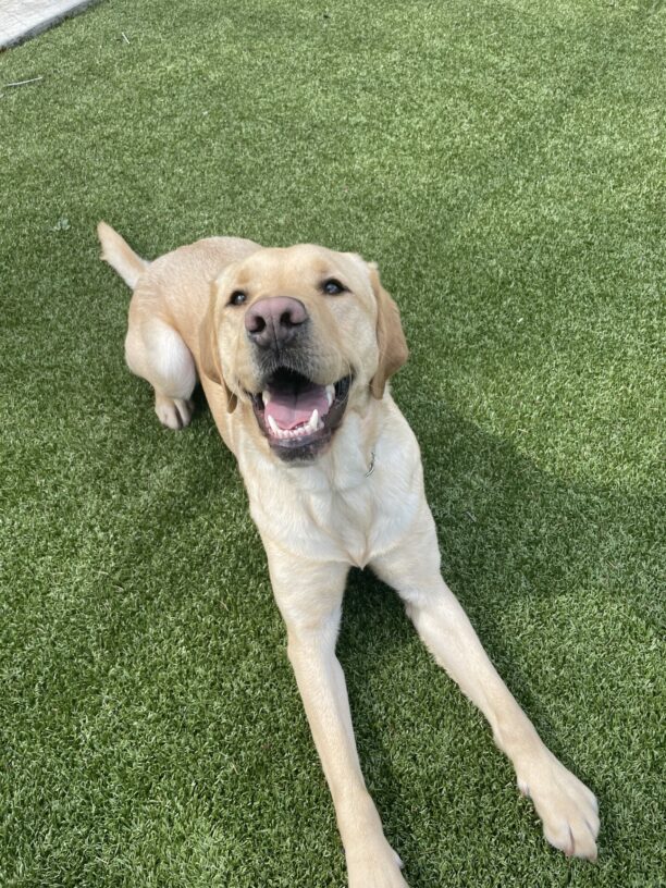 Rusty, a yellow Labrador Retriever, is laying down on grassy turf and looking up at the camera. He has a happy, open-mouthed smile on his face and an adorable pink nose.