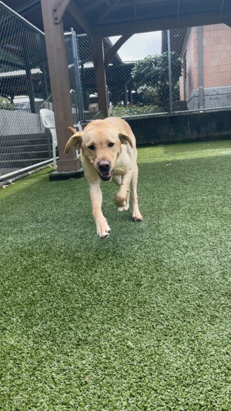 Rusty, a yellow Labrador Retriever, a running towards the camera. His front two feet are off the ground and his ears are flapping in the wind. In the background there is grassy turf and a chain-linked fence.