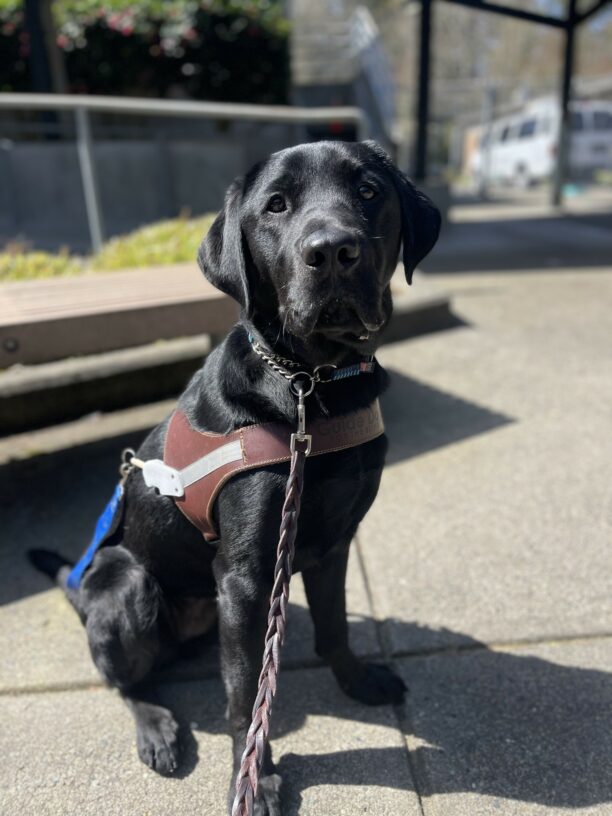 Simmons, a tall male black Labrador, sits in his harness with a blue soft handle on. Behind him is a wooden bench and green bush.