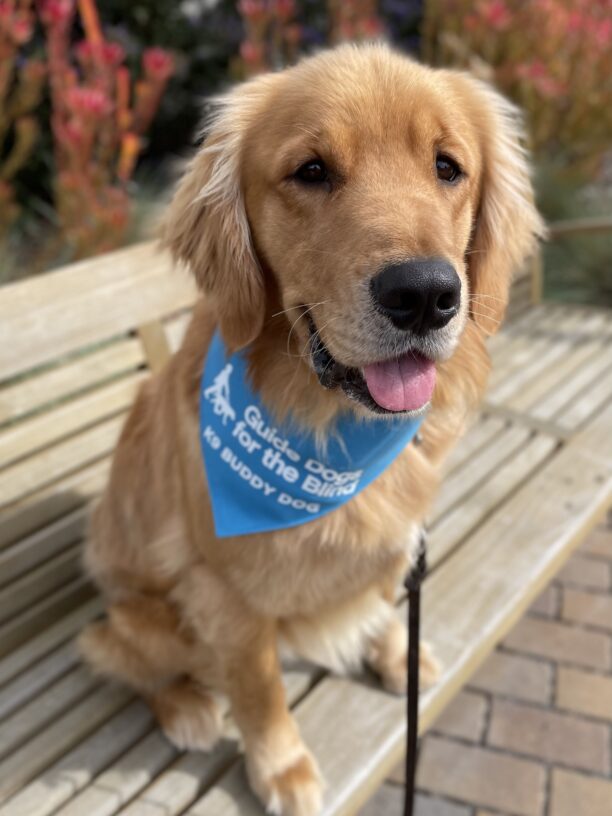 Wags, a yellow male lab/golden cross, sits on a bench looking just off to the right of the camera frame.  His mouth is partially open with his tongue peeking out, and he wears his blue K9 Buddy scarf around his neck.