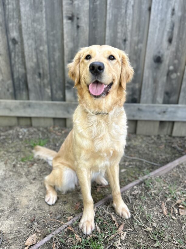 Gladdie sits in a play yard in front of a faded wooden fence. She is looking at the camera with her mouth open and her tongue is out.