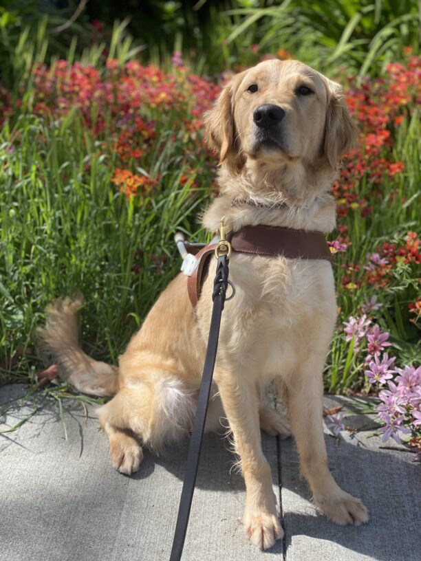 Gladdie sits in harness in front of a patch of red, pink and purple spring flowers. She is looking towards the camera with her head tilted up and her mouth closed.
