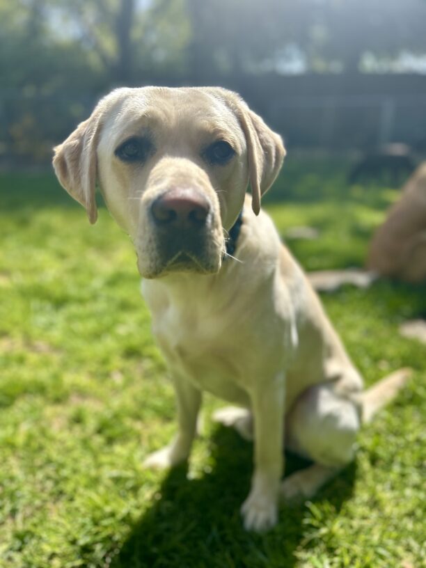 Houdini sits in the grass of a play yard, he is looking up with his large dark eyes and his mouth is closed.