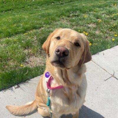 Yellow Lab Golden cross Bamboo sitting on a sidewalk with grass behind him, he has his head slightly tilted.