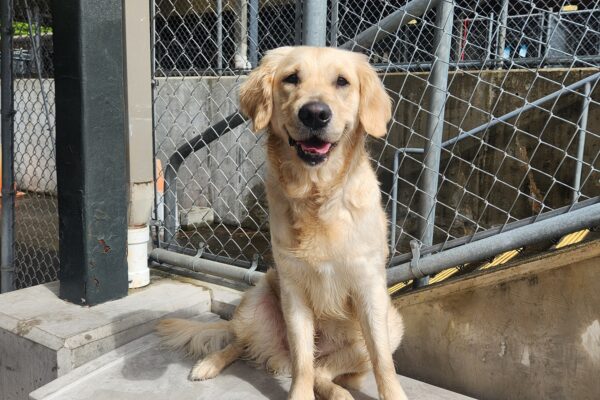 A yellow, Lab-Golden cross sits on a gray, plastic toybox in community run. She is facing the camera and her mouth is slightly agape in what appears to be a content smile.