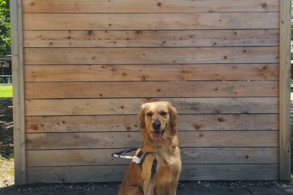 Doralyn sits, in harness, in front of a flat, wooden wall labeled "Guide Dogs for the Blind". She is facing the camera with her mouth open and tongue out.