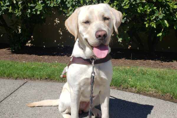 Chicory is sitting outside of the Gresham lounge in Gresham, OR. She is in her harness, looking slightly off to camera right and her head is slightly cocked to the left side.