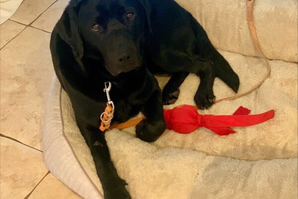 Black lab Newton is staring up at the camera, laying down in a very fluffy dog bed with a red toy close by.